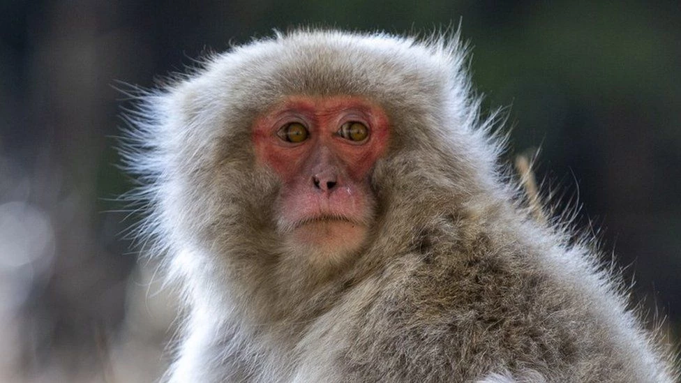 Fugitive monkeys create ‘a circus’ in Jhelum town