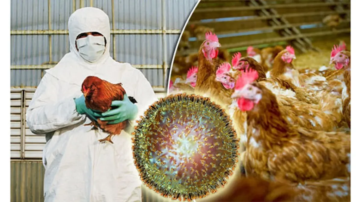 Namibia bans chicken from S.Africa over bird flu outbreak