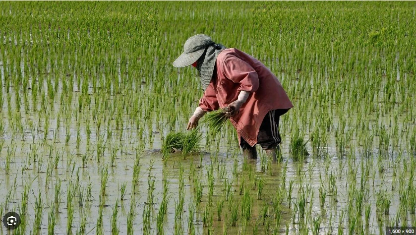 Punjab to export rice worth $2 billion this year