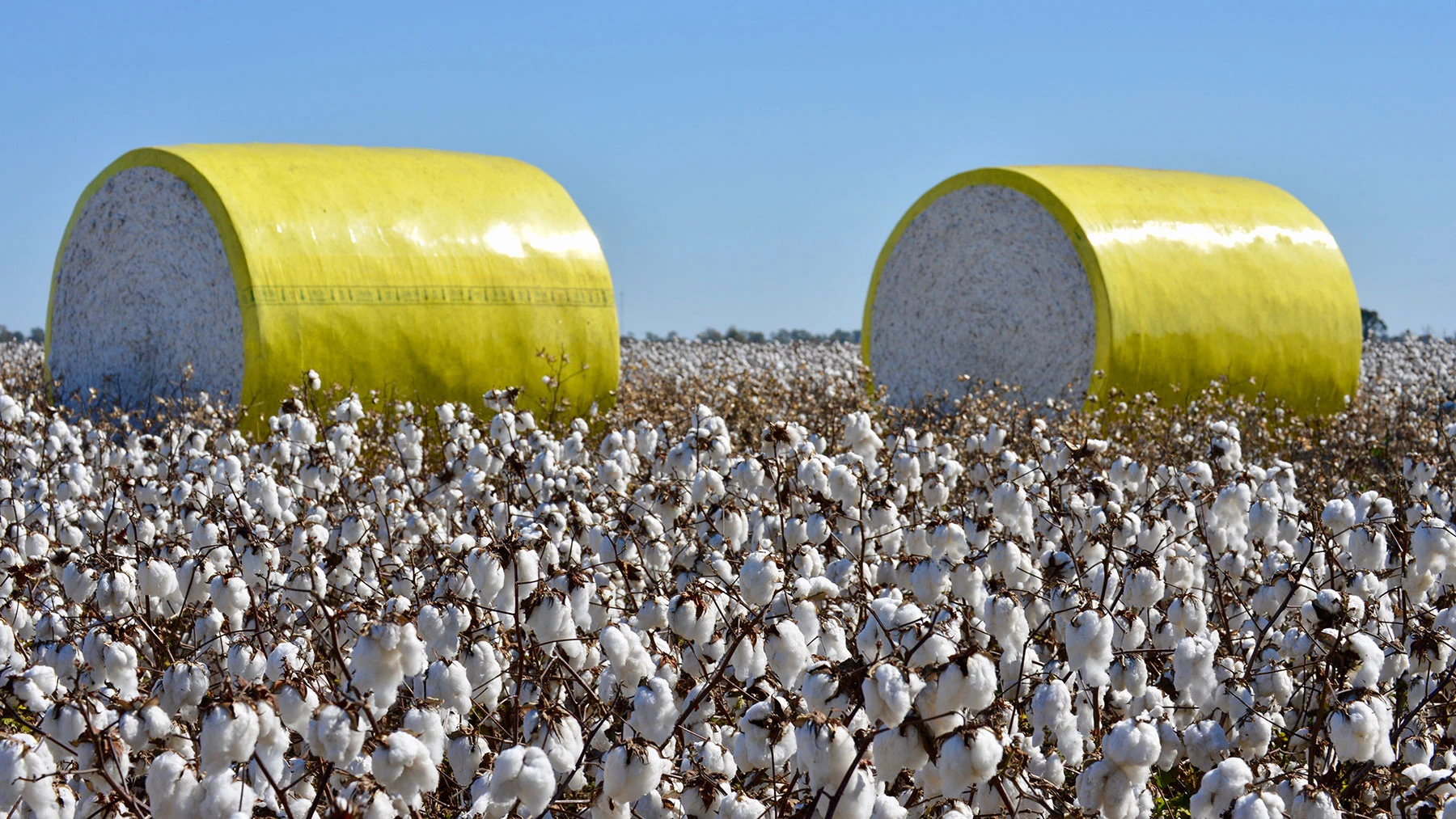 Cotton production increased by 100%, says Gohar Ejaz