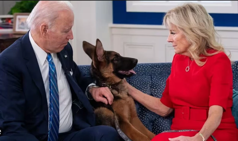 Biden's dog Commander removed from White House