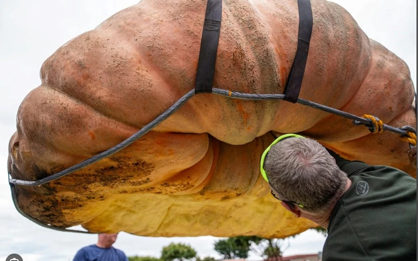 Hippo-sized pumpkin is world's biggest