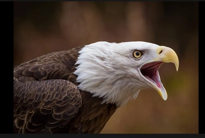 ECP allots eagle as election symbol to Istehkam-e-Pakistan Party