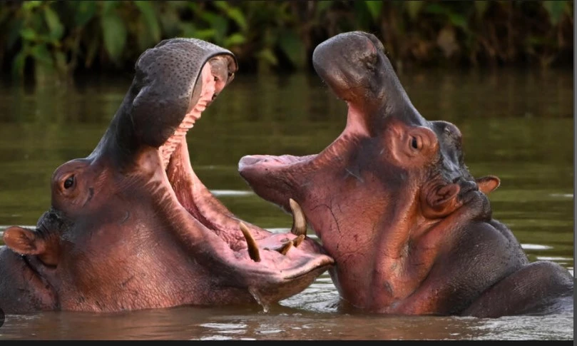 Colombia to cull some of Pablo Escobar's hippos