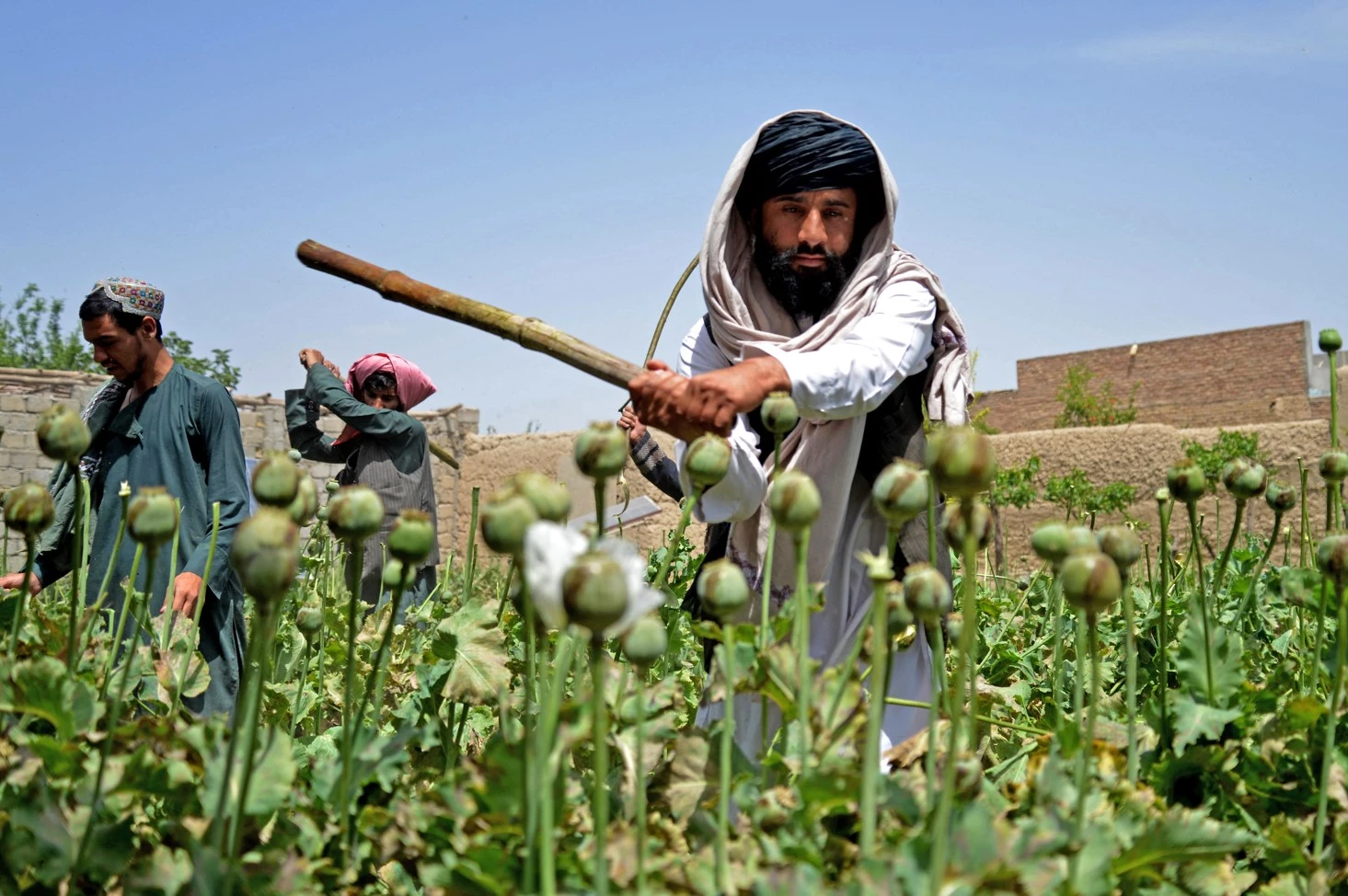 Poppy growth down 95% in Afghanistan since Taliban ban: UN