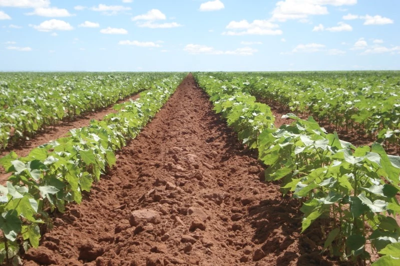 Brazil to unveil plan to increase farmland by 60%