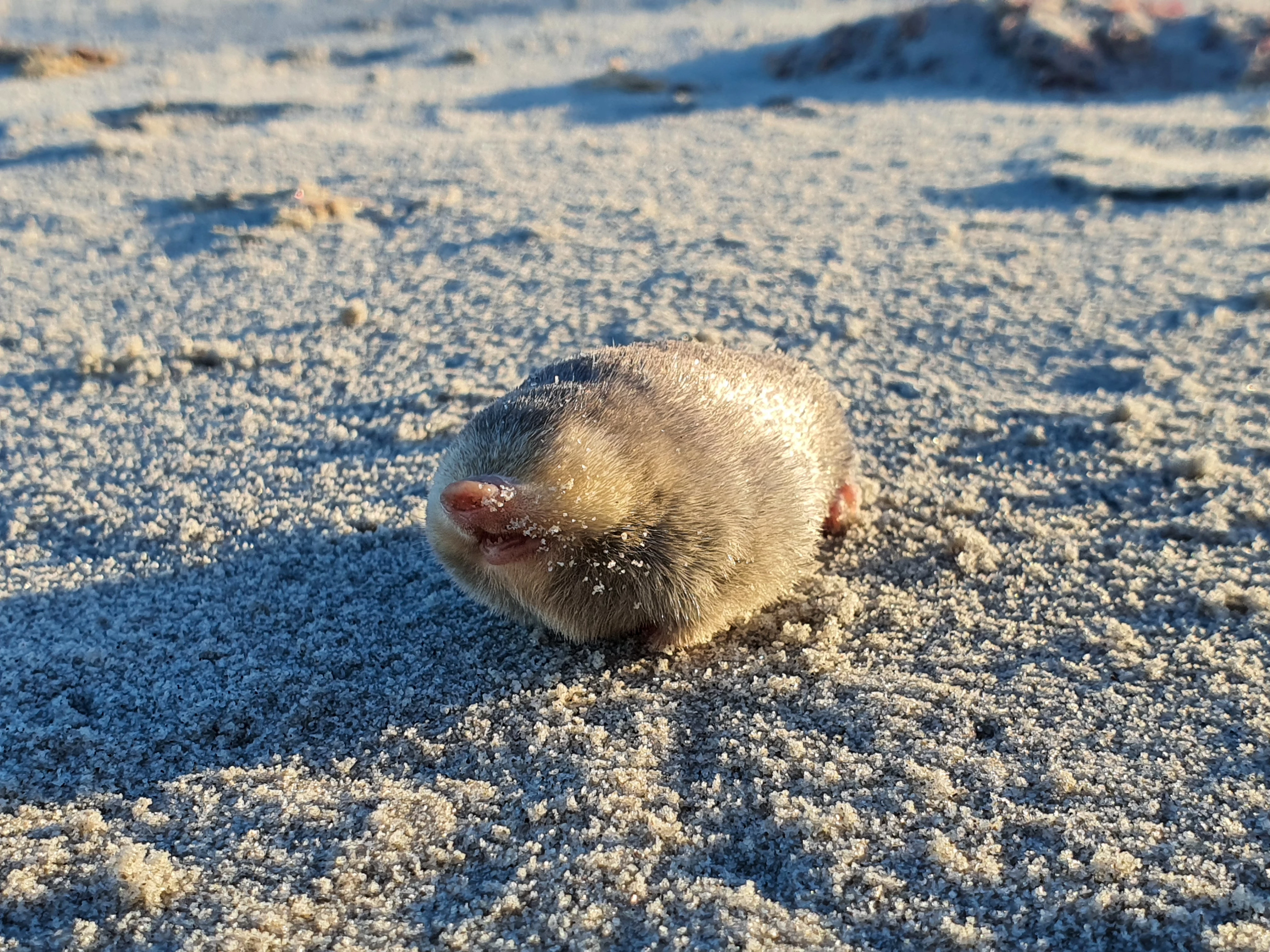 Bashful golden mole detected in South Africa after 87 years