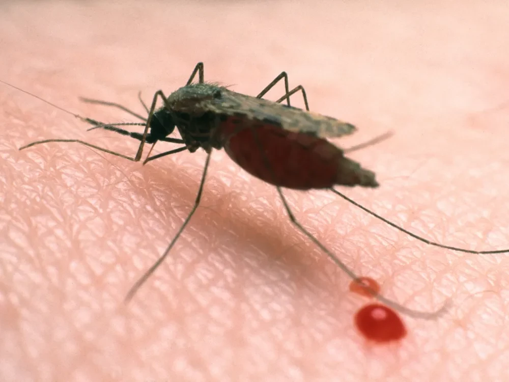 Climate change could upturn world malaria fight: WHO