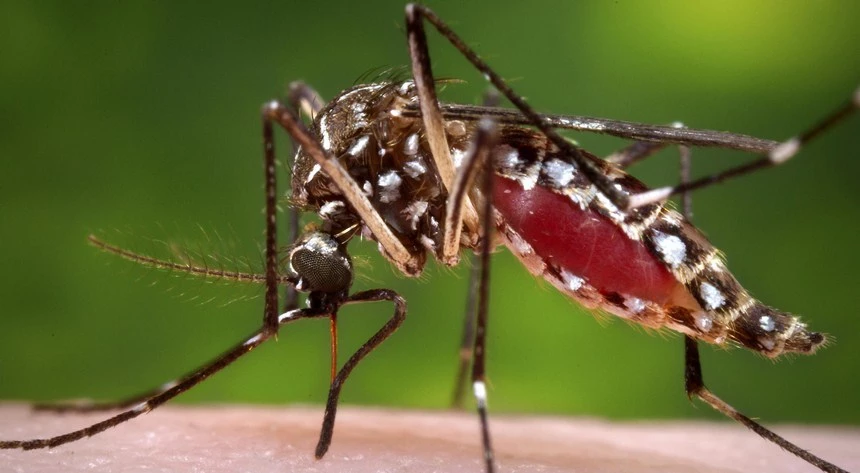 Dengue outbreak escalates in Punjab: 14,432 confirmed cases across 36 districts
