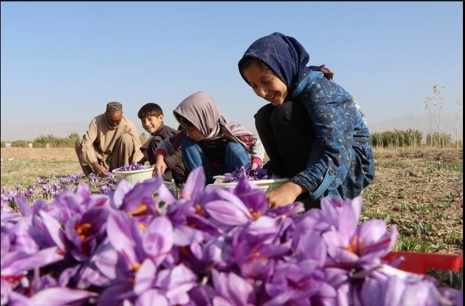 Why saffron production is dwindling fast in India