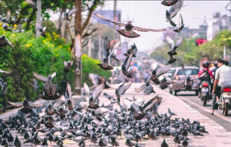 Police arrest Japan taxi driver after running over pigeon