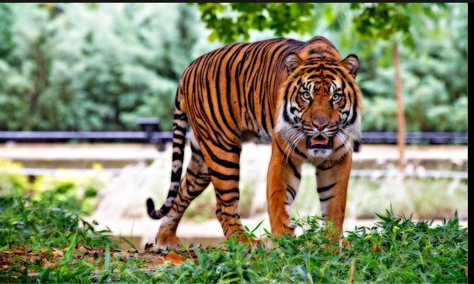 Malaysia trapping tigers after three people killed