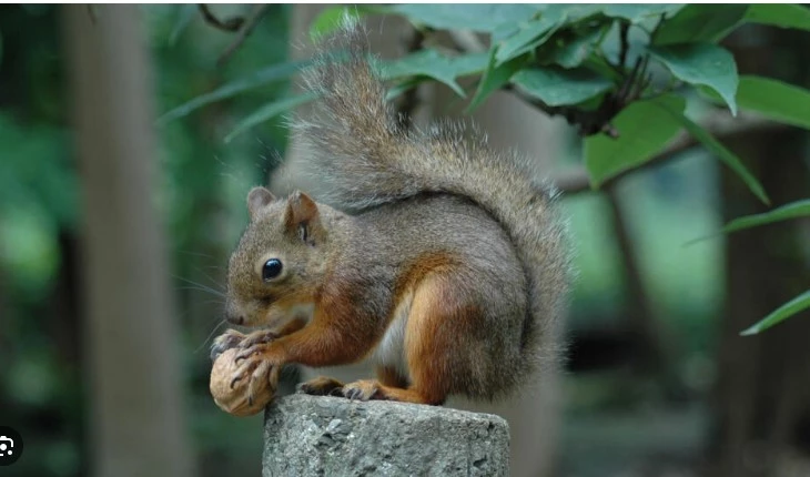 Japan zoo probes possible mass squirrel poisoning