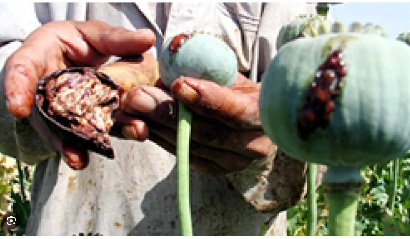 Myanmar overtakes Afghanistan as world's biggest opium producer: UN