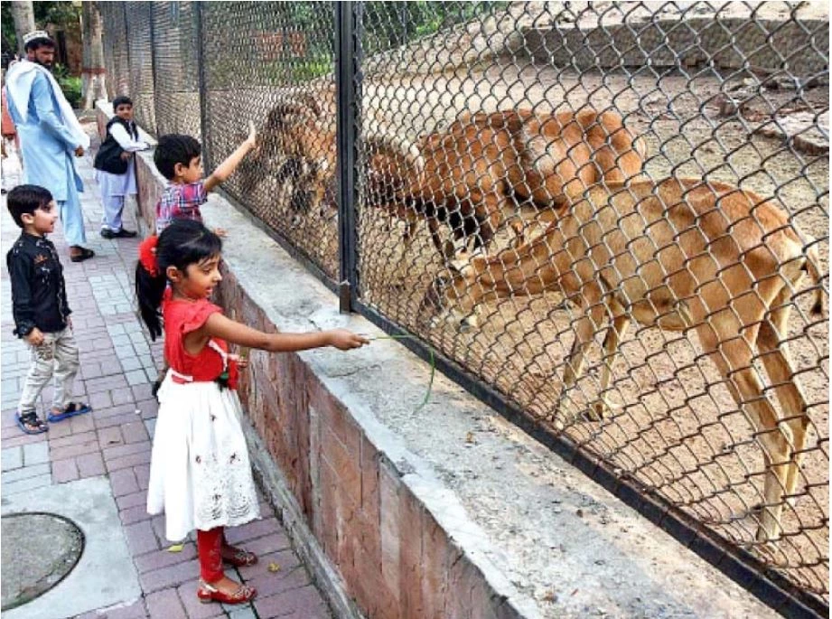 Punjab CM inspects upgradation work of Lahore Zoo