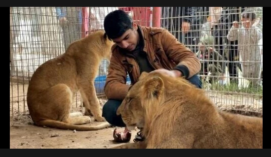 Animals go hungry at war-torn Gaza zoo