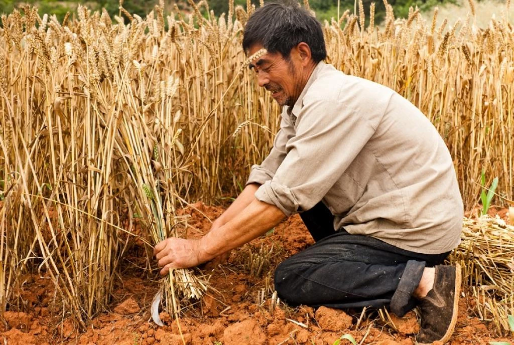 Global food prices drop 13.7% in 2023: FAO