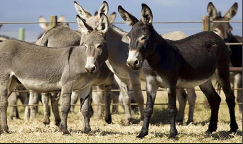 China starts donkey farming in Pakistan