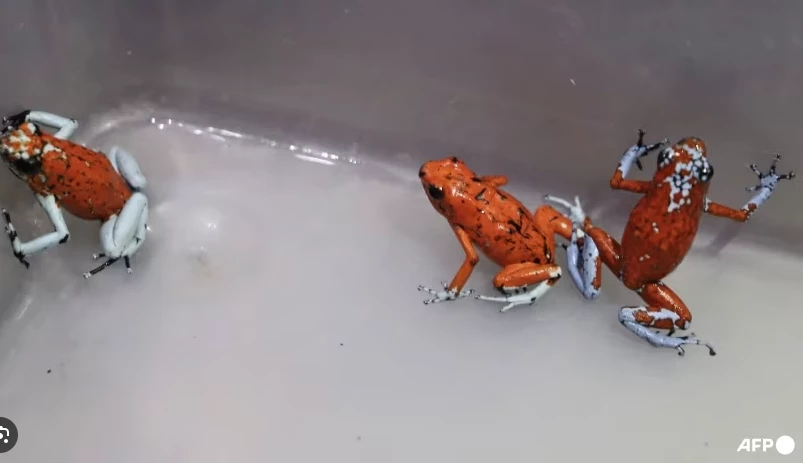 130 poisonous frogs seized at Bogota airport