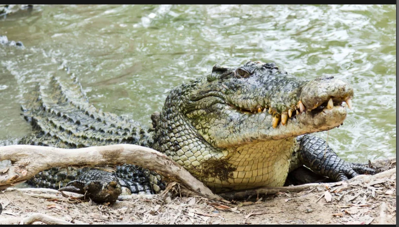 Giant crocodile spreads terror in Kasur