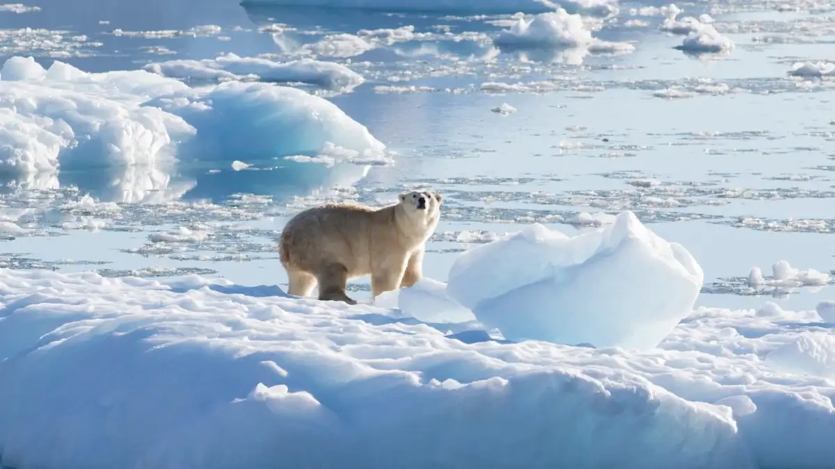 Polar bears struggling to adapt to longer ice-free Arctic periods