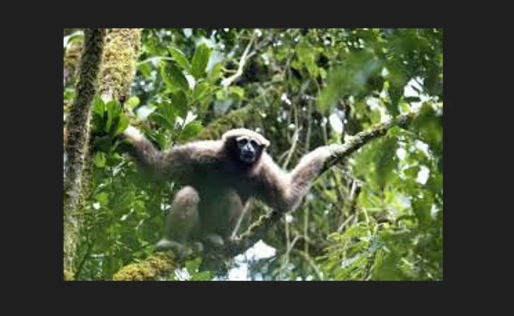 Finding Skywalker gibbons with love songs: study