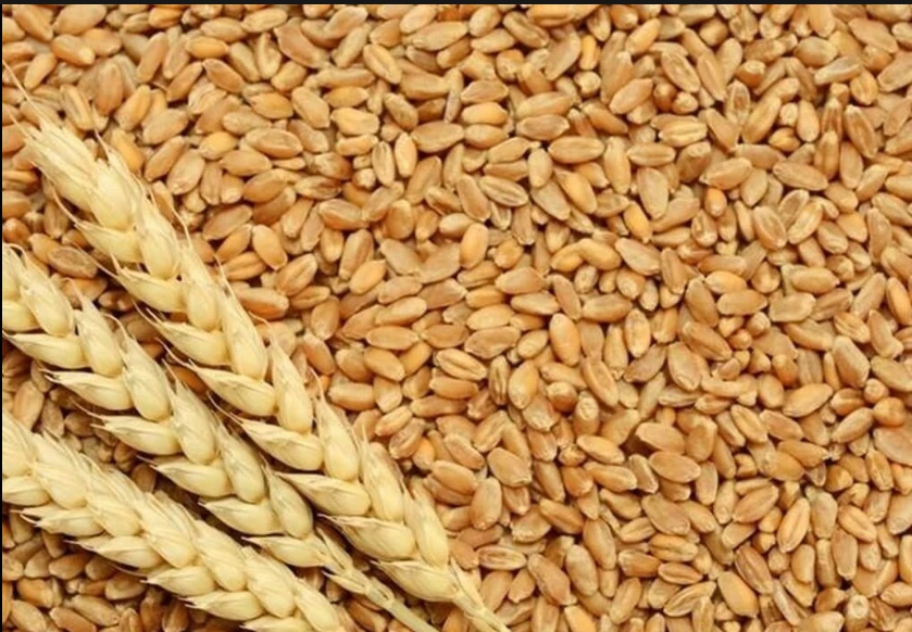 Wheat price goes up by Rs200 per 40kg