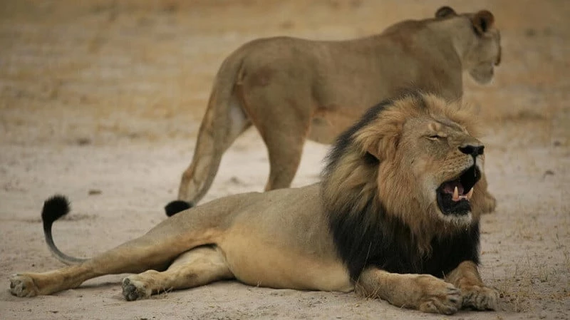 India lion legal battle over Hindu deity name