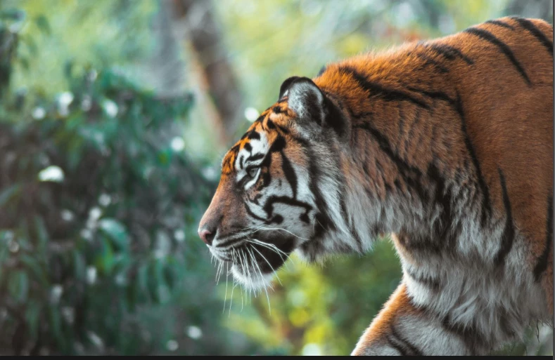 Cambodia looks to import Indian tigers to revive big cat population