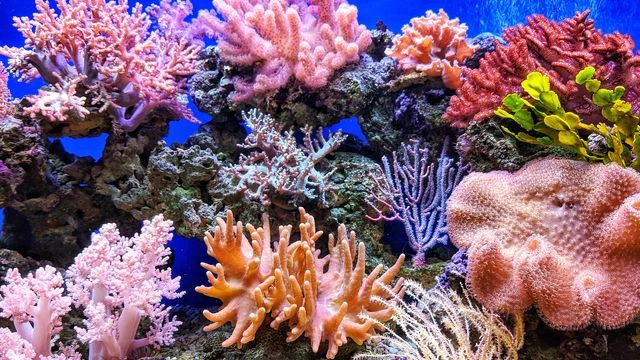 Adagio in sea: Coral larvae 'settle near sounds of healthy reefs'