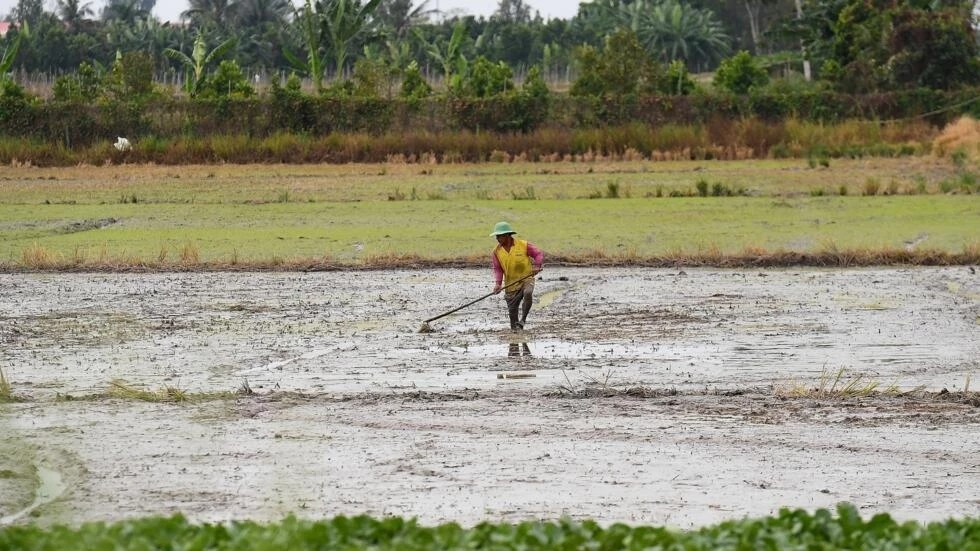 Vietnam faces $3bn annual crop losses from rising saltwater levels