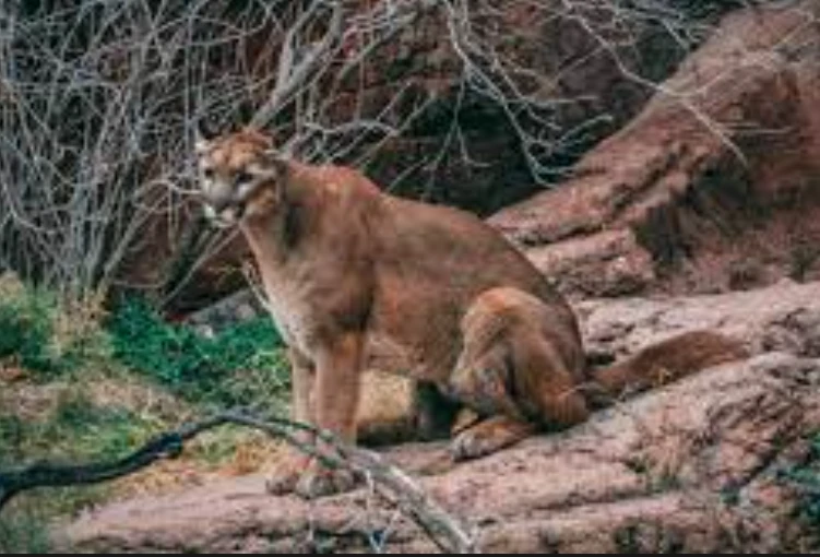 One dead in rare US mountain lion attack