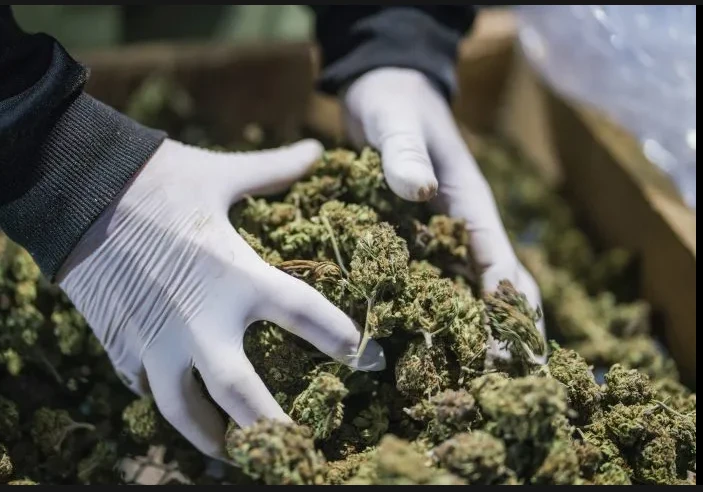 Germany's legal weed sparks calls to protect young people