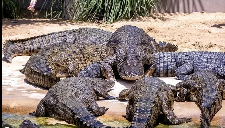 Crocodiles ‘escape’ from Deharki Safari Park