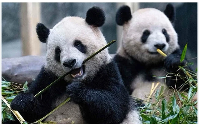 China sending two Panda bears to Washington