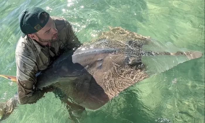 Tiger shark vomits echidna, shocking Australian scientists