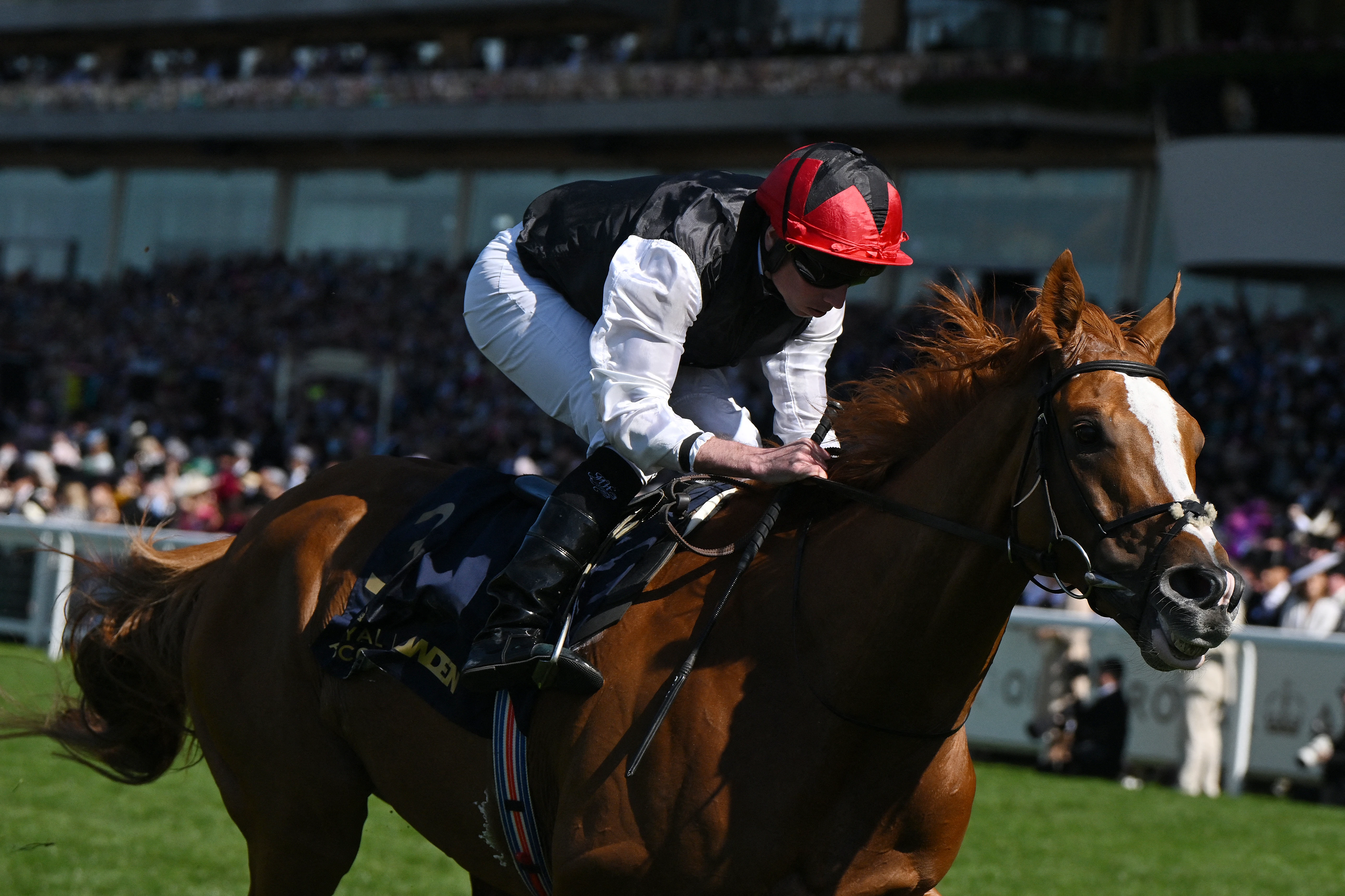 Kyprios regains Ascot Gold Cup crown after thrilling duel