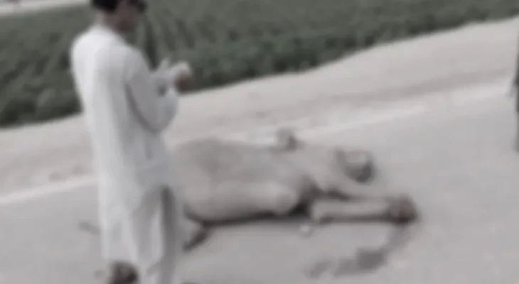 Legs of camel in Umerkot were cut off after death, report reveals