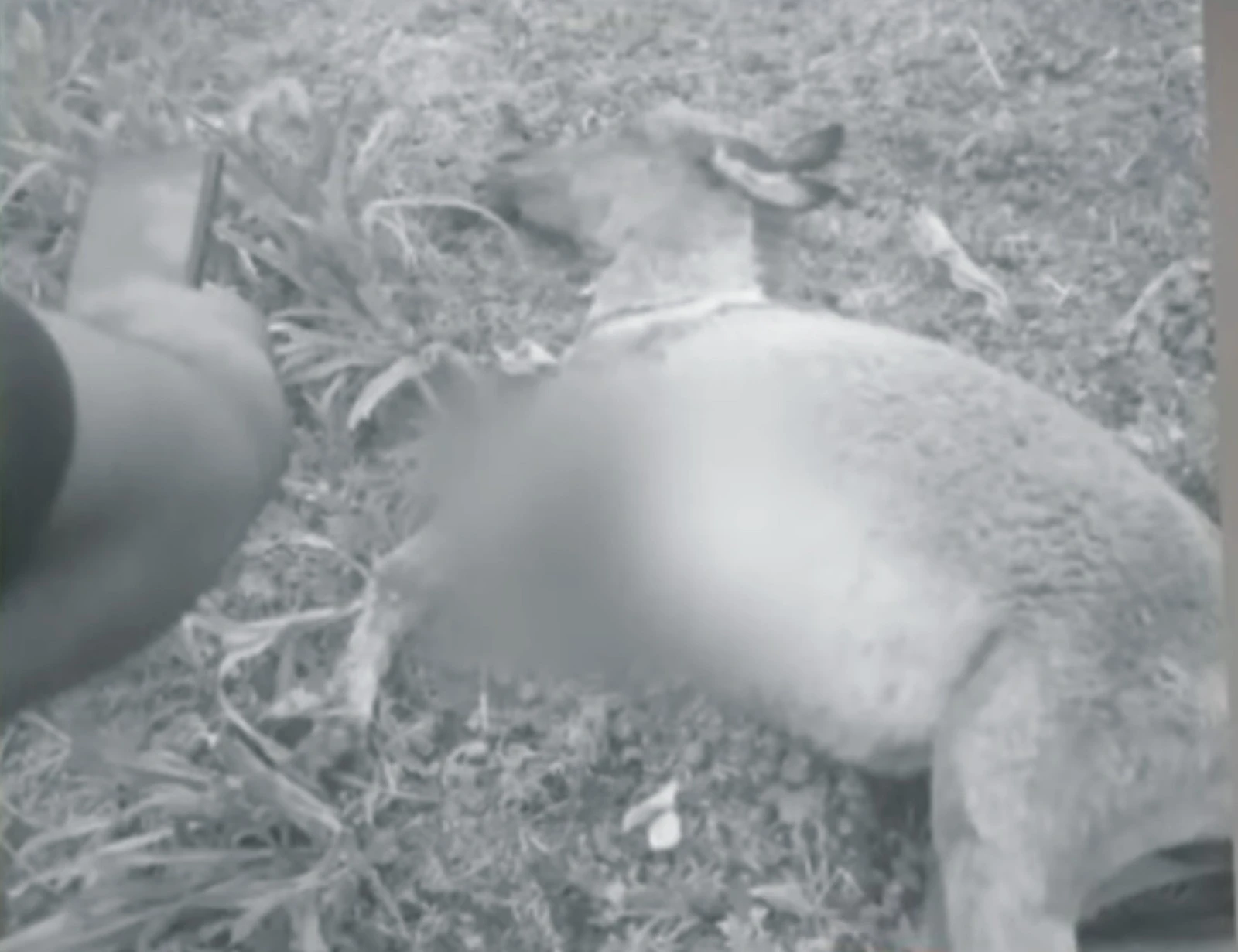 Donkey shot dead over tree-cutting dispute in Rawalpindi