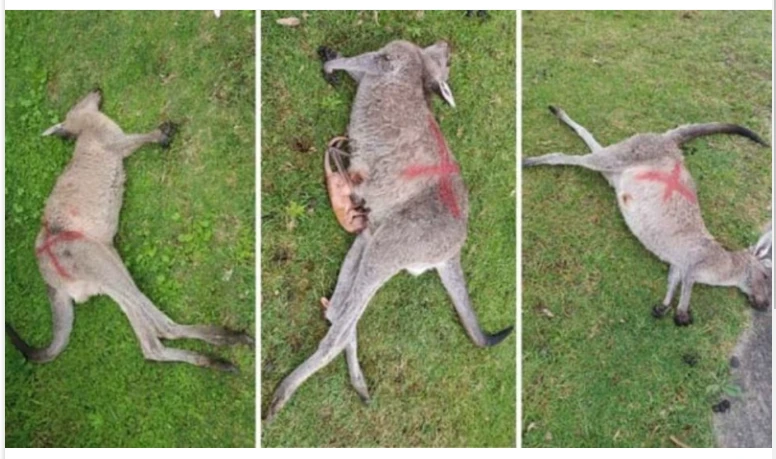 Australia probes killing of 65 kangaroos