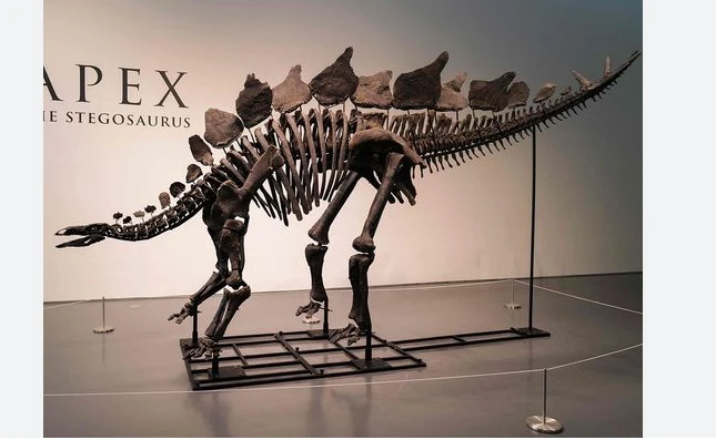 Stegosaurus skeleton to fetch millions at New York auction
