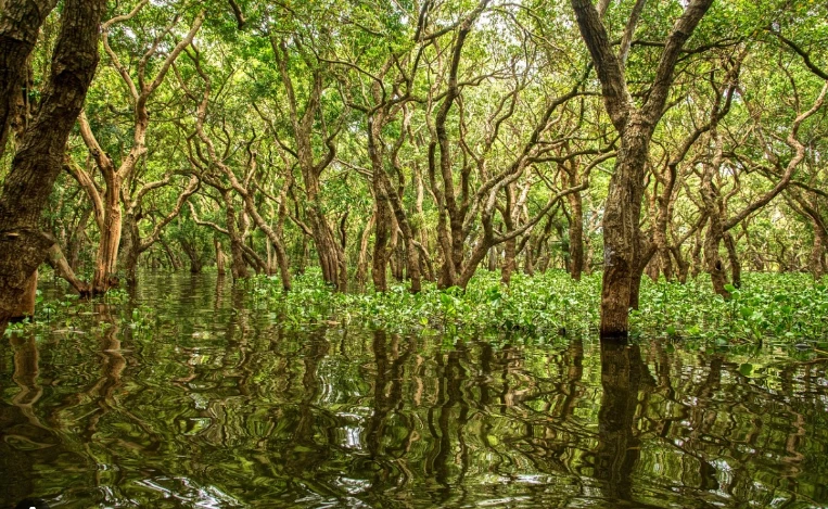 Bangladesh charges 26 for destruction of vast mangrove forest