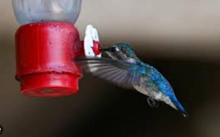 In Cuba, a haven for the world's tiniest bird