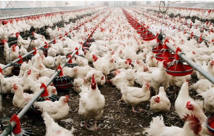 Four new human cases of bird flu reported in US