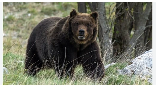 Bear attacks tourist in northern Italy