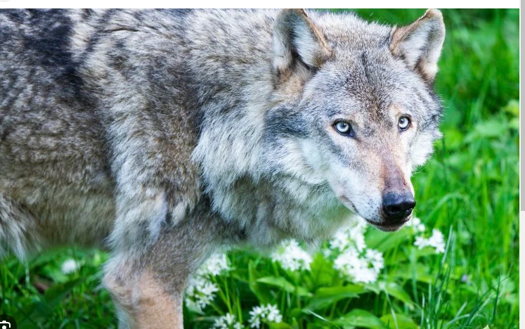 Dutch park partially closed after wolf bites girl