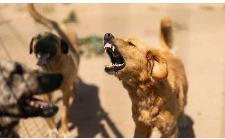 Turkey approves controversial stray dog cull