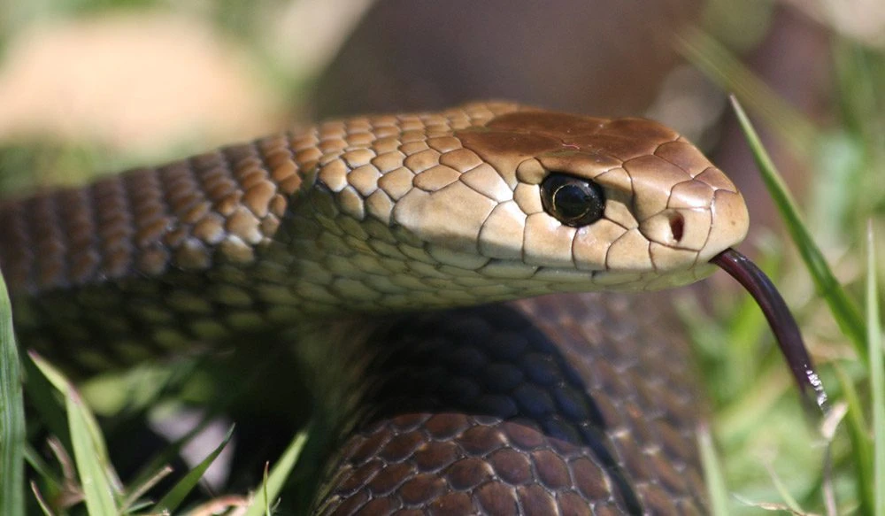 Narowal man catches venomous snake, plays with it and then kills it