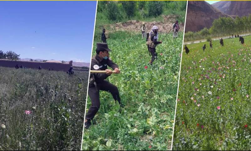 Afghan police crack down on poppy cultivation, arrest 100 suspects