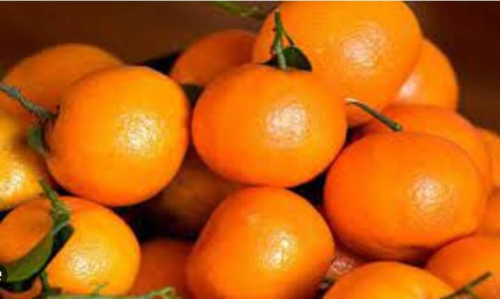 50pc drop registered in production of kinnows